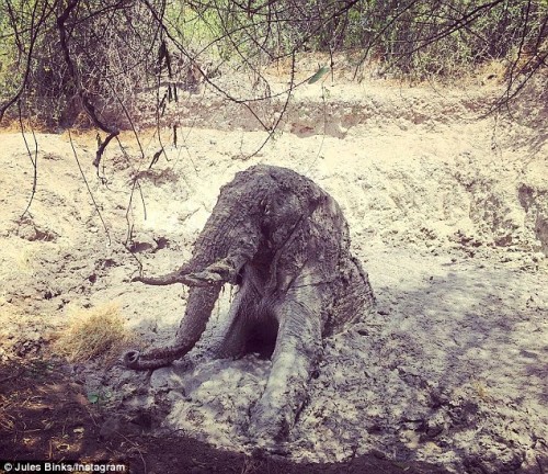 Elefante-in-pozza-fango-abitanti-villaggio-lo-salvano-3