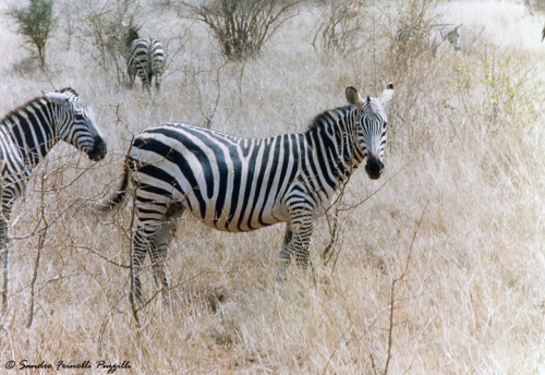 Zebra